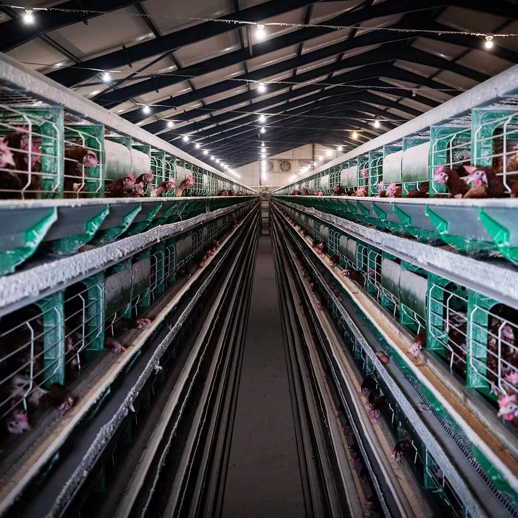 Fin de la era de las jaulas