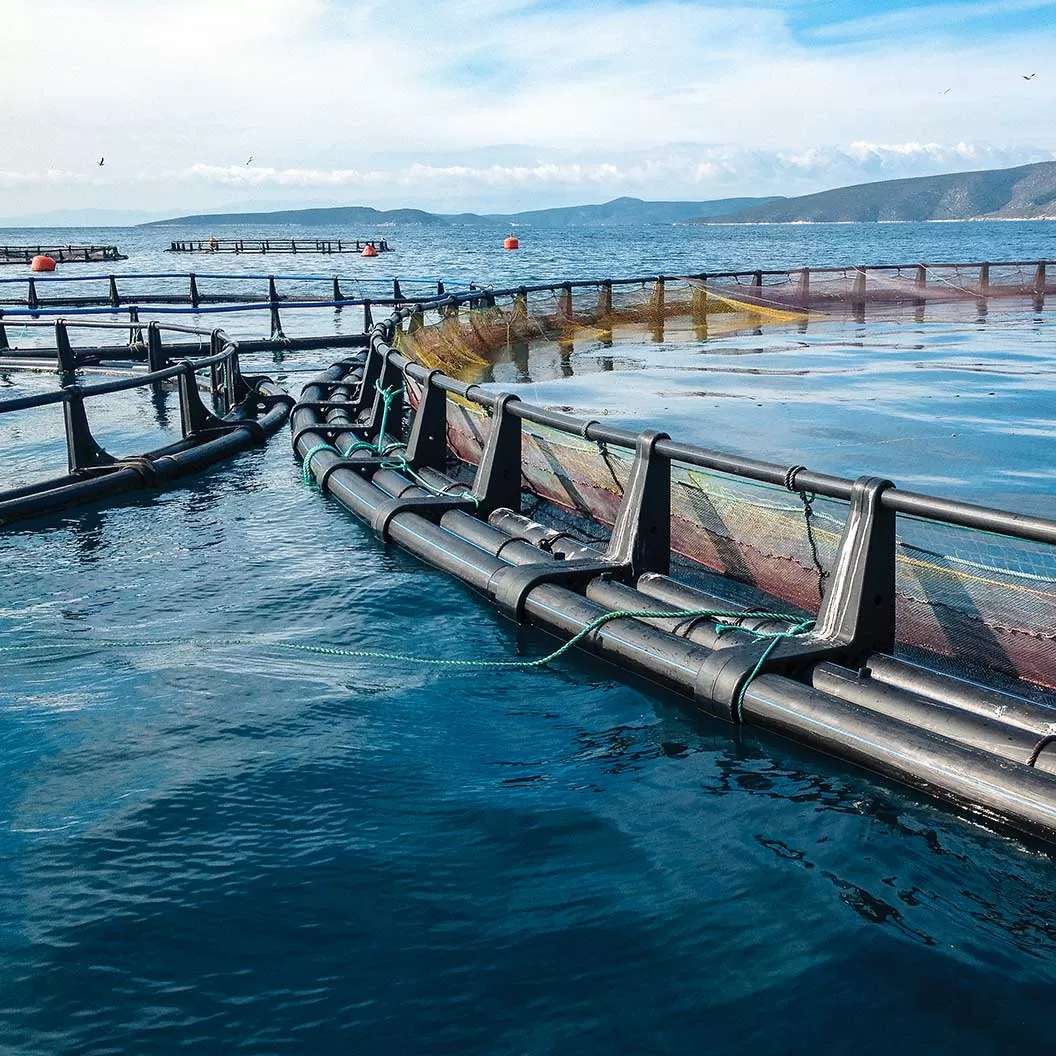 Sacrificio de los peces de acuicultura