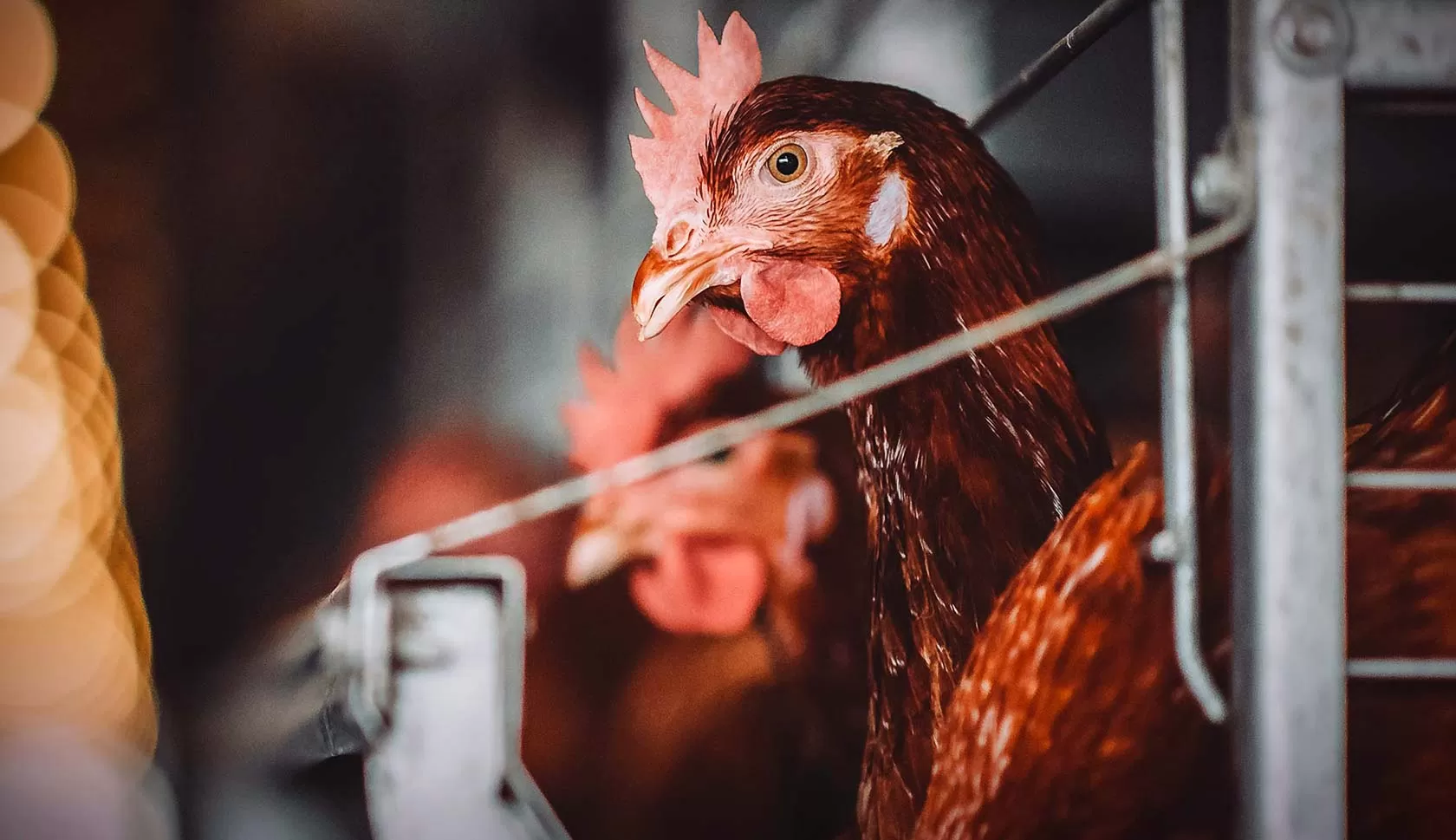 Animales Libres de Jaulas