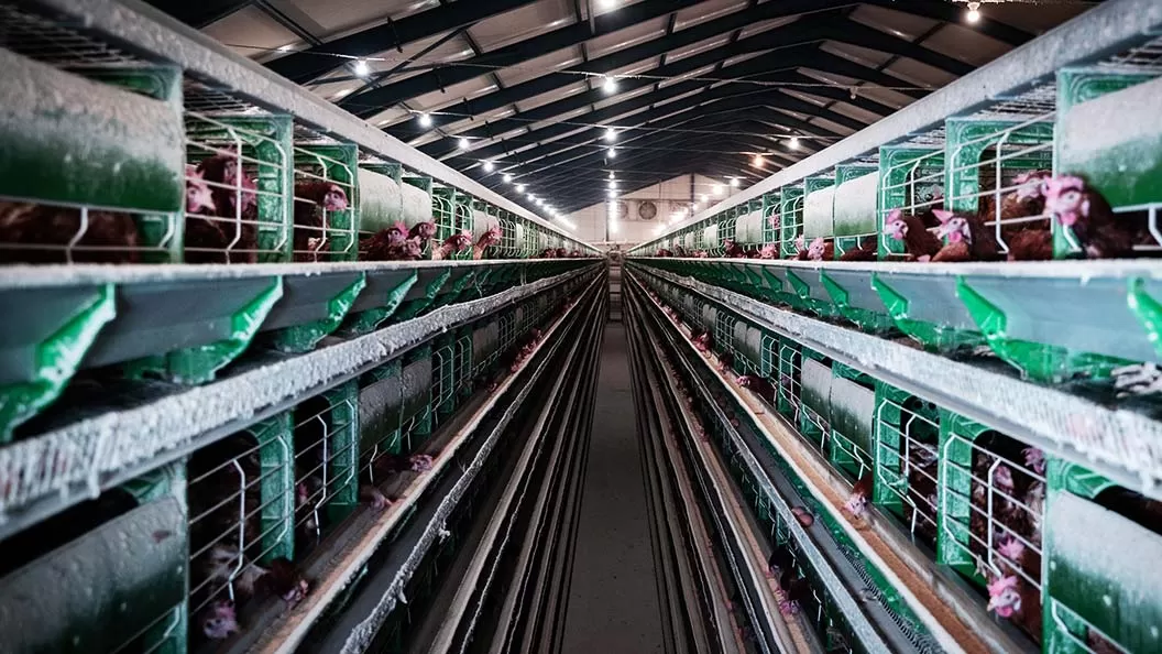 Animales Libres de Jaulas