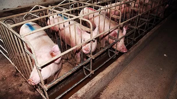 Animales Libres de Jaulas