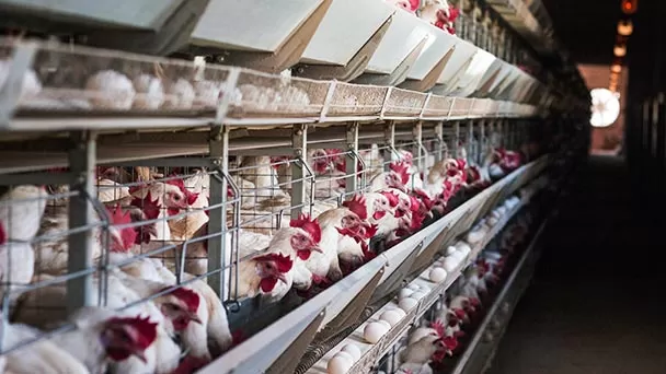 Animales Libres de Jaulas