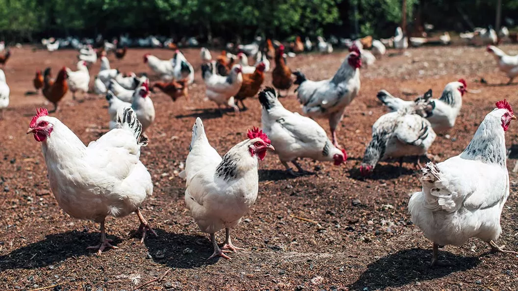 Animales Libres de Jaulas
