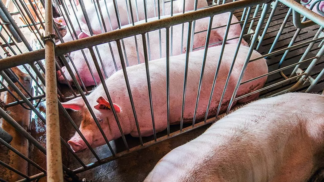 Animales Libres de Jaulas