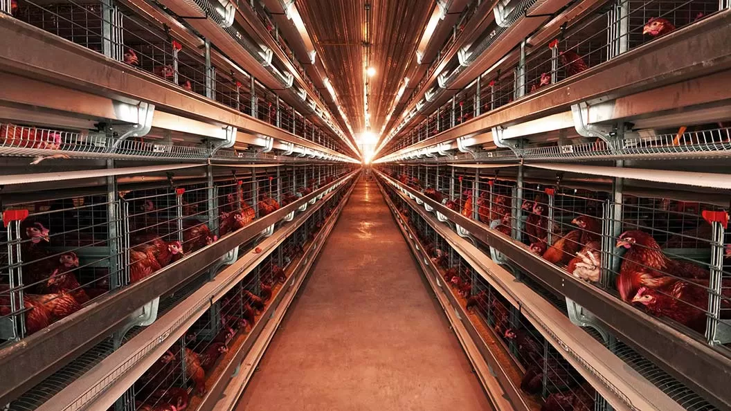 Animales Libres de Jaulas