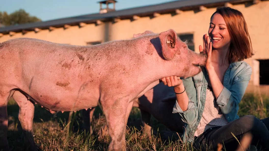 Observatorio de Bienestar Animal
