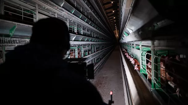 Observatorio de Bienestar Animal