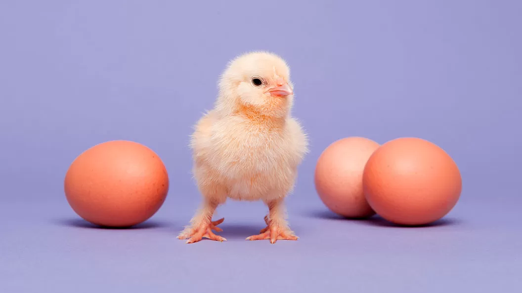 Victorias para los animales